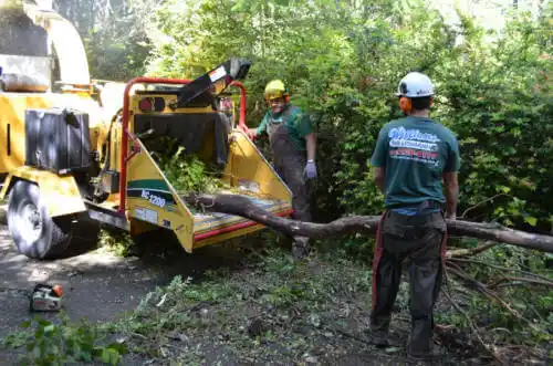 tree services Southwood Acres